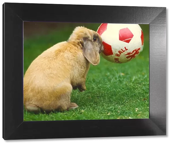 A rabbit playing with a football