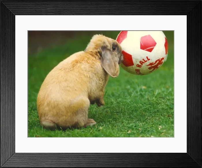 Framed Print : A rabbit playing with a football Framed Print : A rabbit playing with a football