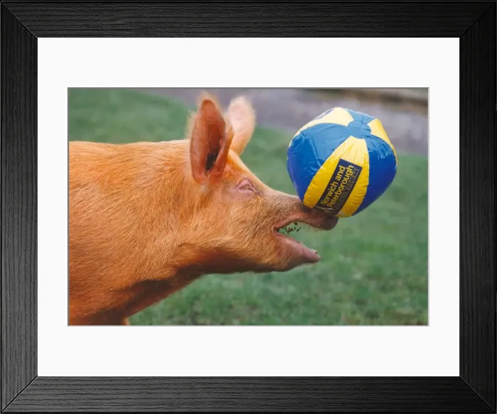 Framed Print : Ruby the Tamworth pig enjoying a bit of football Framed Print : Ruby the Tamworth pig enjoying a bit of football