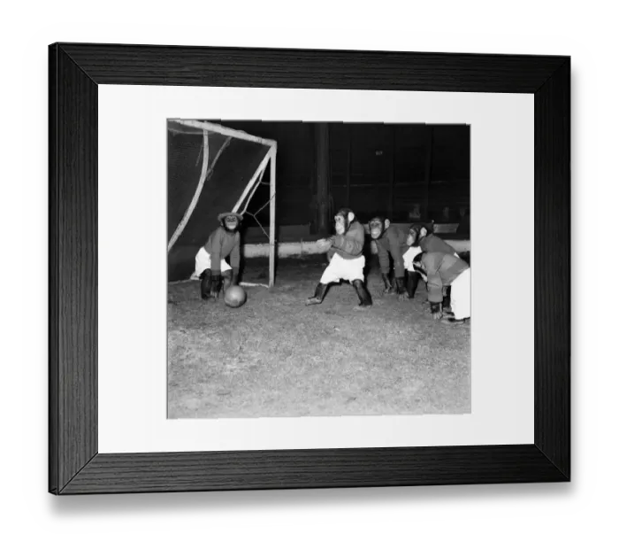 Framed Print : Animals: Humour: Chimps playing football. November 1953 D6989-009