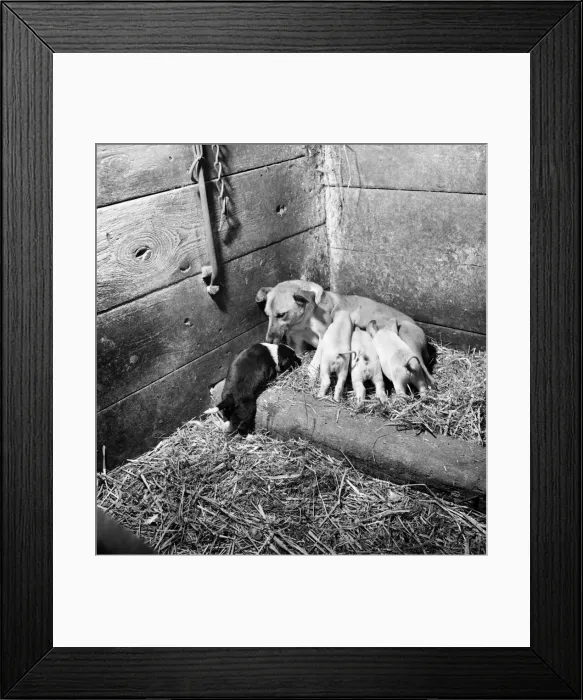 Framed Print : Feeding time'which at times resembles a football scrum as the mother feeds Framed Print : Feeding time'which at times resembles a football scrum as the mother feeds