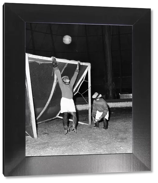Animals: Humour: Chimps playing football. November 1953 D6989-005
