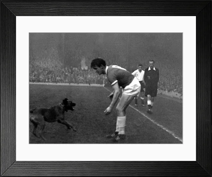 Framed Print : A dog runs onto the pitch at old Trafford during the league match between Manchester Framed Print : A dog runs onto the pitch at old Trafford during the league match between Manchester