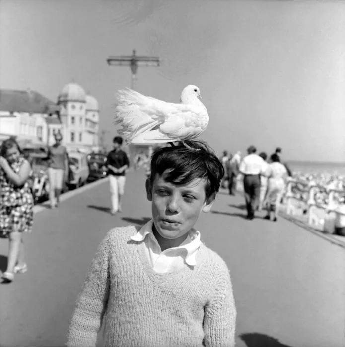 Framed Print : 10 year old Alan Barker with a friendly pigeon on his head as he walks along Framed Print : 10 year old Alan Barker with a friendly pigeon on his head as he walks along