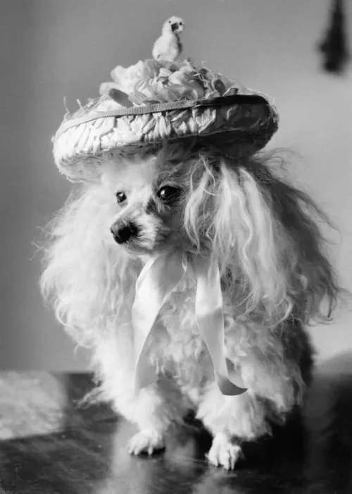 Framed Print : 10 year old toy poodle, Mame'from Westminster with her Easter bonnet Framed Print : 10 year old toy poodle, Mame'from Westminster with her Easter bonnet