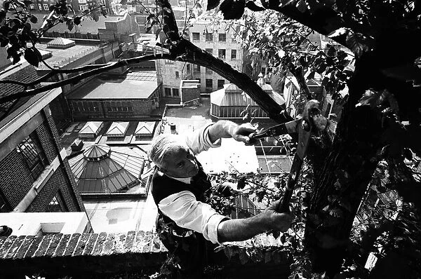 Over 100 feet above the ground Charles Legg calmly goes about pruning and trimming a tree