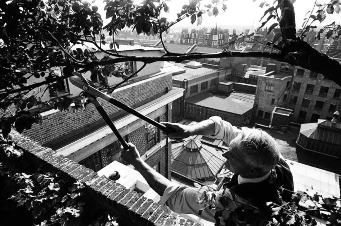 Framed Print : Over 100 feet above the ground Charles Legg calmly goes about pruning and trimming a tree Framed Print : Over 100 feet above the ground Charles Legg calmly goes about pruning and trimming a tree