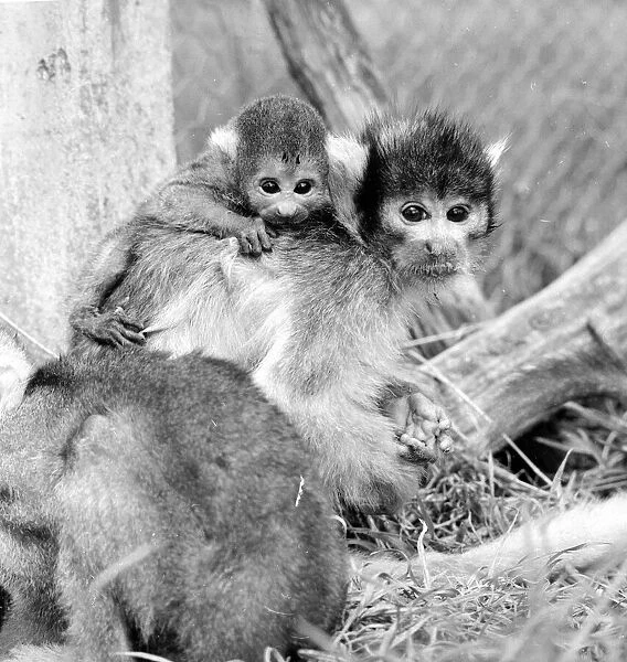 12 day old squirrel monkey at the gatwicg garden Aviary at Charlwood, Surrey
