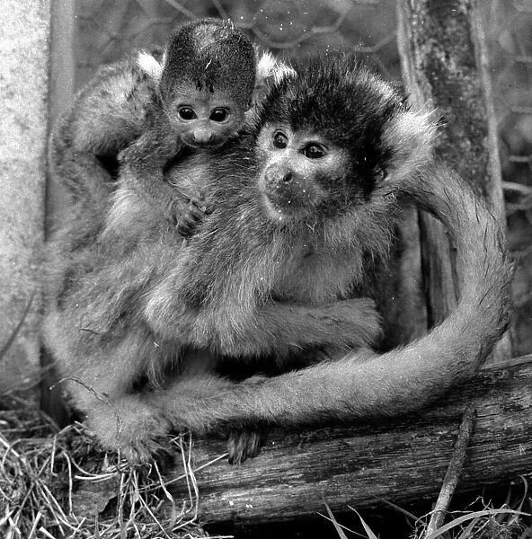 12 day old squirrel monkey at the gatwicg garden Aviary at Charlwood, Surrey