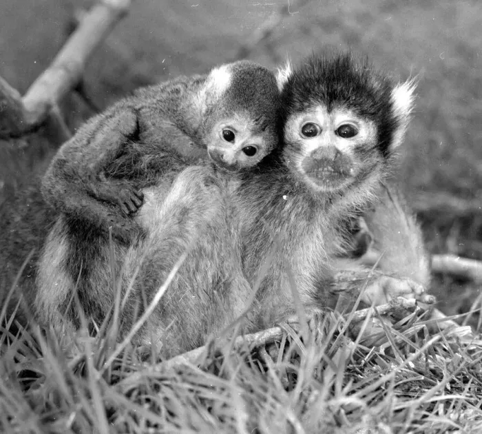 Framed Print : 12 day old squirrel monkey at the gatwicg garden Aviary at Charlwood, Surrey Framed Print : 12 day old squirrel monkey at the gatwicg garden Aviary at Charlwood, Surrey