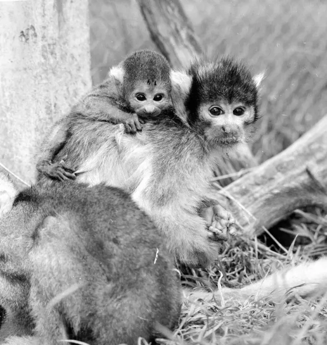 Framed Print : 12 day old squirrel monkey at the gatwicg garden Aviary at Charlwood, Surrey Framed Print : 12 day old squirrel monkey at the gatwicg garden Aviary at Charlwood, Surrey