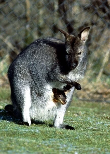 12 week old Wallaby and its mother at Calderpark Zoo, Glasgow February 1983