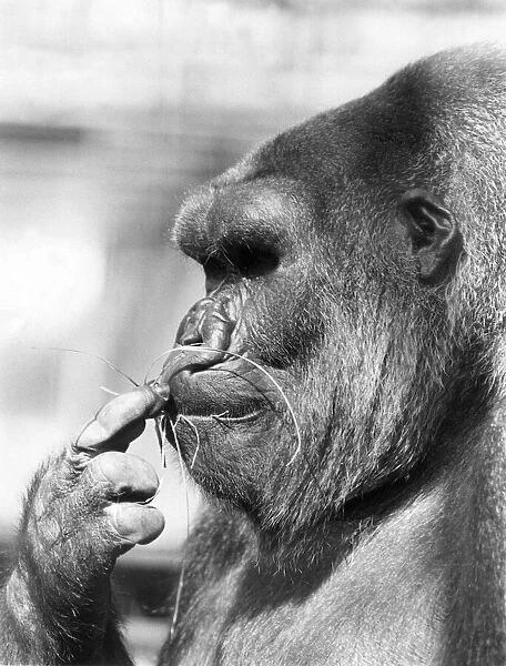 15 year-old London Zoo gorilla Lomie nibbles on a few blades of grass