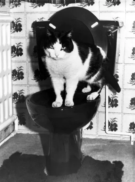 Framed Print : 15 yr ols Carol Grocock of Rotherham has house trained her pet cat to use the toilet Framed Print : 15 yr ols Carol Grocock of Rotherham has house trained her pet cat to use the toilet