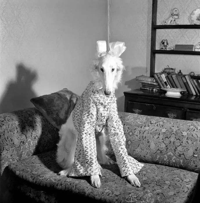 Framed Print : 16 month old most elegant Borzoi Gold dust of Colhugh, dusty for short dressed for Framed Print : 16 month old most elegant Borzoi Gold dust of Colhugh, dusty for short dressed for