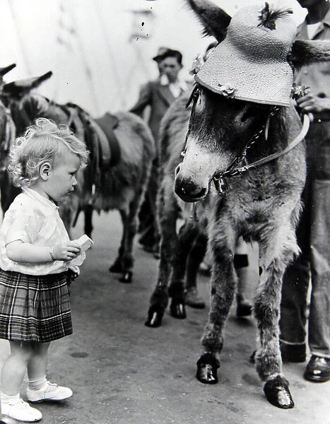 18 month old Evelyn McAdam with Molly the donkey on the South Bank, London