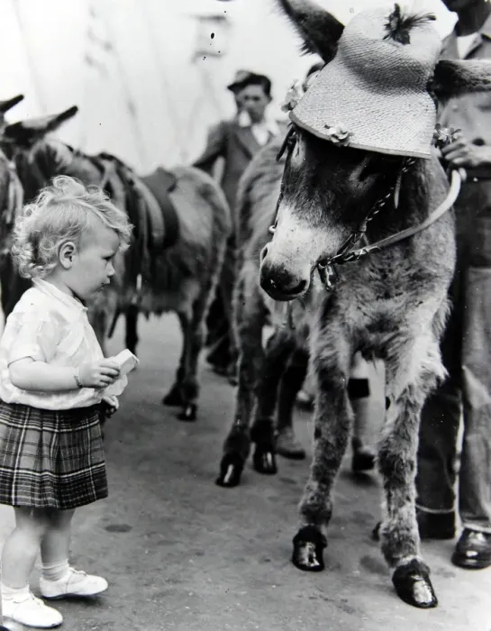 Framed Print : 18 month old Evelyn McAdam with Molly the donkey on the South Bank, London Framed Print : 18 month old Evelyn McAdam with Molly the donkey on the South Bank, London