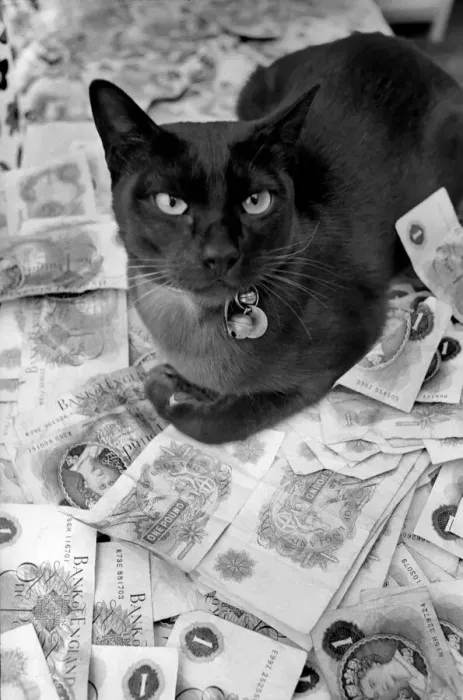 Framed Print : The 18 months old Burmese cat Josef was left £500 by coventry woman Mrs