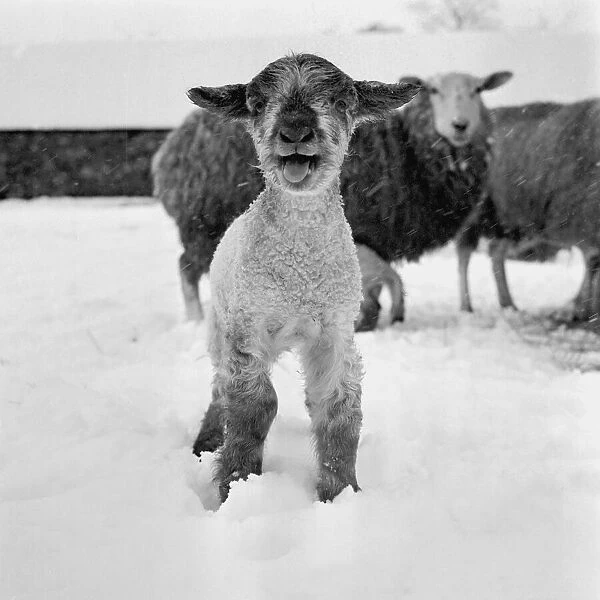 Only 19 days to spring... day old lamb on Cricketts Farm, Borough Green, Kents