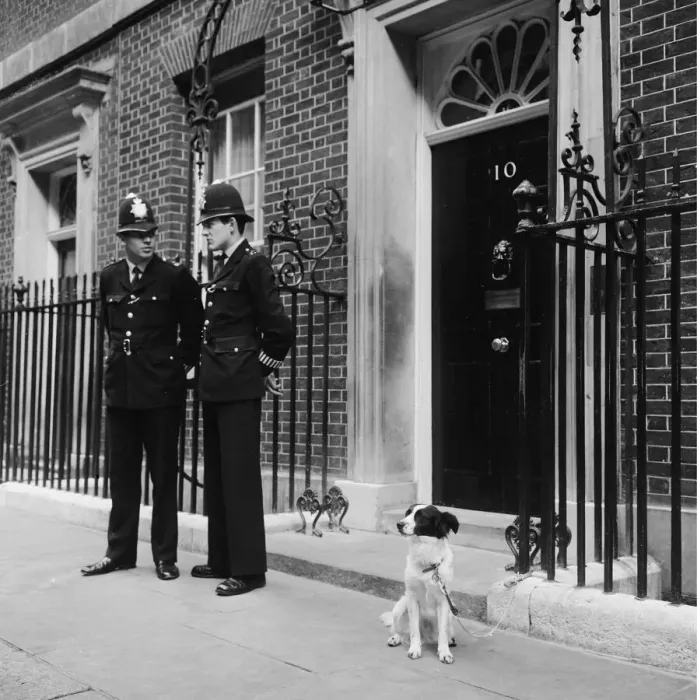 Framed Print : 1966 World Cup Tournament in England. Pickles the hero dog who found the Jules