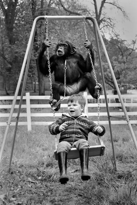Framed Print : For 2 year old David Cawley, who lives on the Lion Reserve, at Longleat