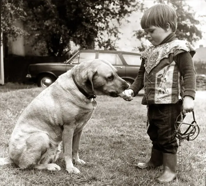 Framed Print : 2 year old Edward Turner feeding an ice cream to his pet labrador Glen after removing his Framed Print : 2 year old Edward Turner feeding an ice cream to his pet labrador Glen after removing his