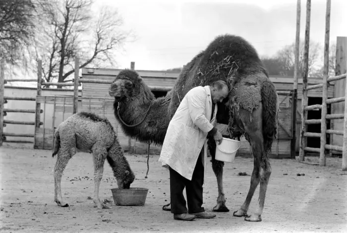 Framed Print : 3 week old camel and keeper Alec Long. March 1975 75-01675