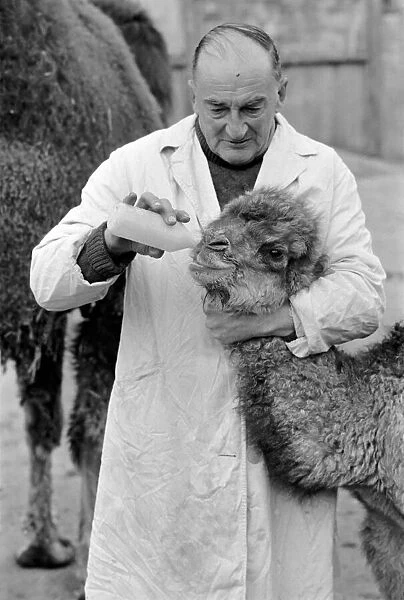 3 week old camel and keeper Alec Long. March 1975 75-01675-005