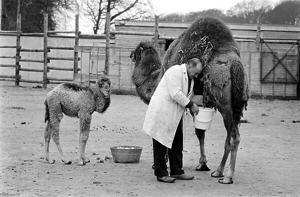 3 week old camel and keeper Alec Long. March 1975 75-01675-007