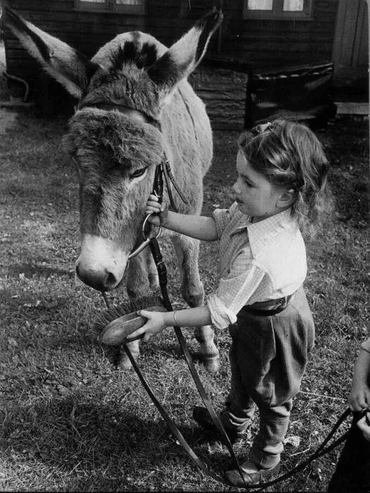 Framed Print : 3-year old Jose Hall look after her Donkey Jenny Framed Print : 3-year old Jose Hall look after her Donkey Jenny