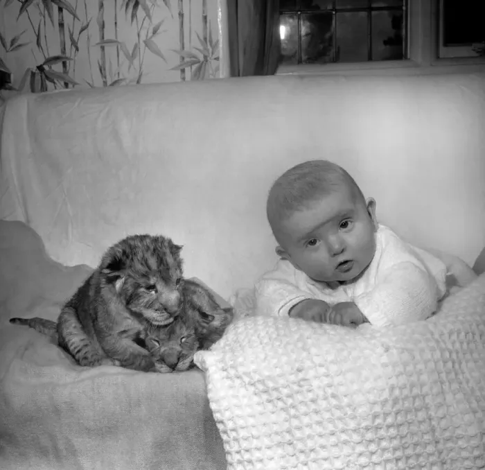 Framed Print : 36 hours old Lion cubs Togo and Chad pictured with 4 month old Baby Emma Framed Print : 36 hours old Lion cubs Togo and Chad pictured with 4 month old Baby Emma
