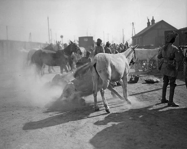 3rd Lahore Indian Division. Circa October 1914 Whenever the mules