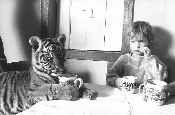 4 year old Megan Whittaker with Indian Tiger cub April 1988 sharing a table with