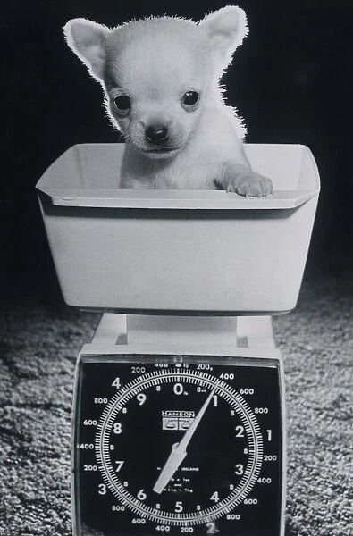 This 5-week-old chihuahua pup called Tiny Tim only weighed one