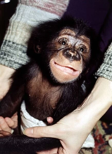 5 weeks old baby chimpanzee Mandy at Chester Zoo cute November 1977