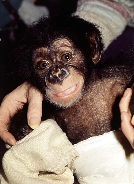 5 weeks old baby chimpanzee Mandy at Chester Zoo cute November 1977
