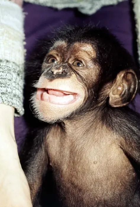 Framed Print : 5 weeks old baby chimpanzee Mandy at Chester Zoo cute November 1977