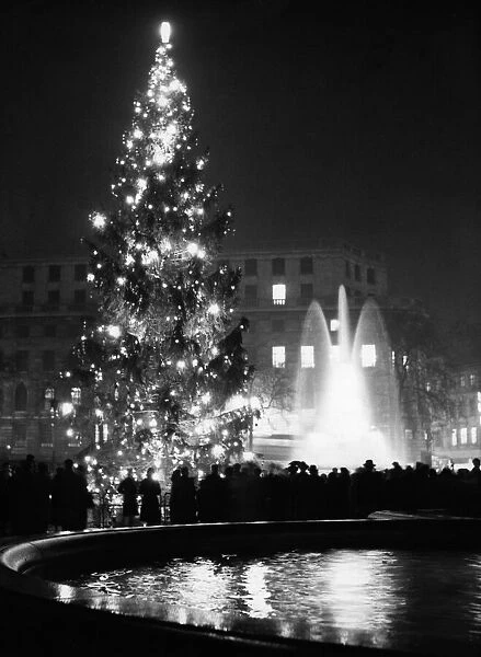 A 56 foot Christmas tree in Trafalgar Square given to Londoners by the people of Oslo