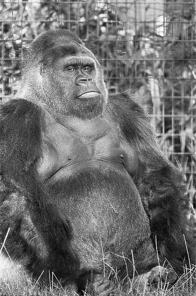 5th November 1975; Guy the gorilla seen here on the 28th anniversary of his arrival at