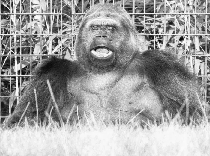 Framed Print : 5th November 1975; Guy the gorilla seen here on the 28th anniversary of his arrival Framed Print : 5th November 1975; Guy the gorilla seen here on the 28th anniversary of his arrival