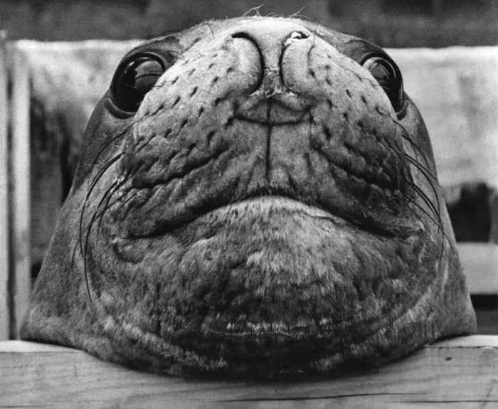 Framed Print : 6 mighty elephants seals each weighing 4 tons and one hundred penguins arrived in London Framed Print : 6 mighty elephants seals each weighing 4 tons and one hundred penguins arrived in London