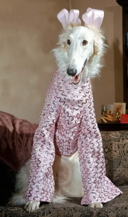 Framed Print : 6 month old elegant Borzoi Gold Dust dressed for Christmas party in pink sequin shimmer Framed Print : 6 month old elegant Borzoi Gold Dust dressed for Christmas party in pink sequin shimmer