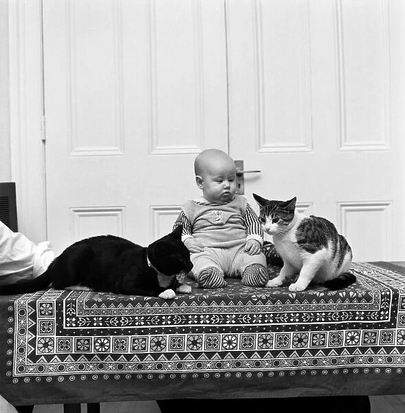 6 months old baby Misha with her two cats Noisy and Cecily Parsley at their home in