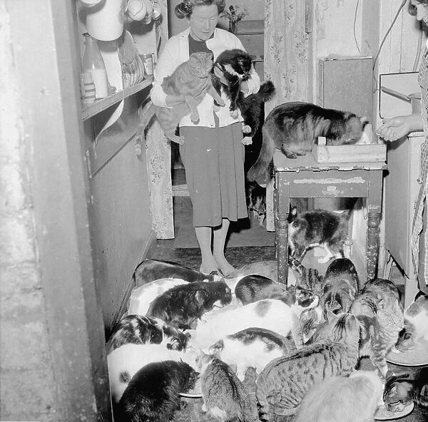 63 cats in one house with owner May 1962 1960s