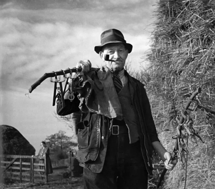 Framed Print : 68 yr old Harry Francis, is busy trapping moles in the country around Horley, Surrey Framed Print : 68 yr old Harry Francis, is busy trapping moles in the country around Horley, Surrey