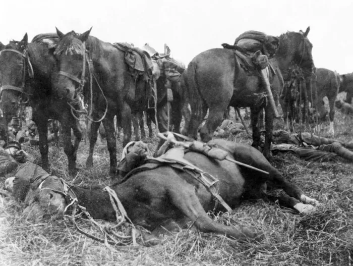 Framed Print : 6th Dragoon Guards horse making a pillow of a troopers legs Framed Print : 6th Dragoon Guards horse making a pillow of a troopers legs