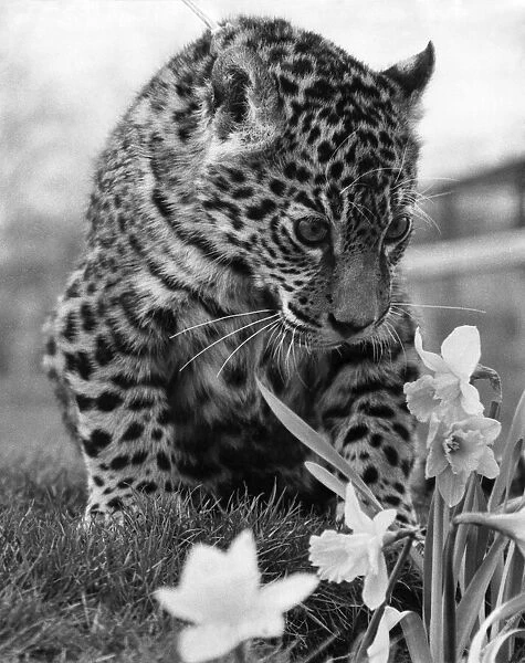 At only 7 months old Jasmin the Jaguar cub at Southam Tiger Park