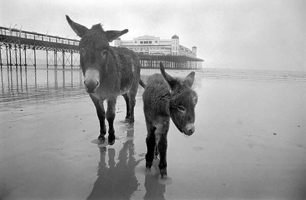 7 years old donkey and foal Jan. January 1975 75-00258-007