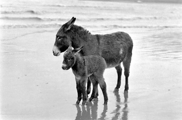 7 years old donkey and foal Jan. January 1975 75-00258-001