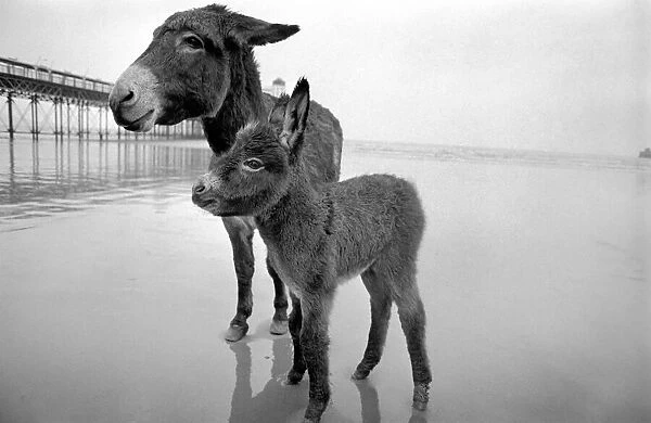 7 years old donkey and foal Jan. January 1975 75-00258-005